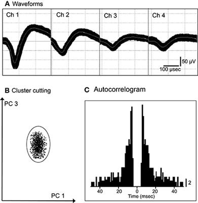 Pregenual Anterior Cingulate Gyrus Involvement in Spontaneous Social Interactions in Primates—Evidence from Behavioral, Pharmacological, Neuropsychiatric, and Neurophysiological Findings